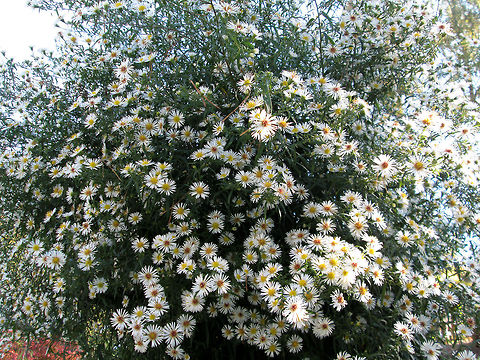 A lot of flowers                                 Geotagged,The Netherlands