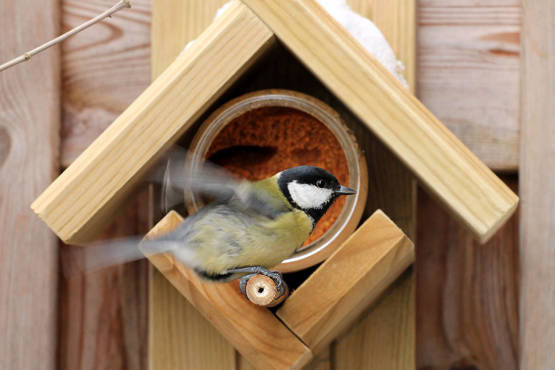 Peanut Butter Birdhouse I made this photo with my dad&rsquo;s Canon DSLR, tripod and a remote control. Geotagged,Great Tit,Parus major,The Netherlands