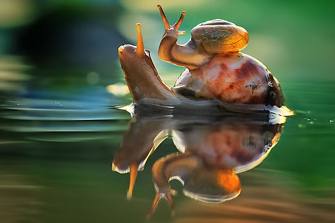 i love you mom A young snail rides on the back of a larger snail. Helix pomatia,Roman snail,macro,snail