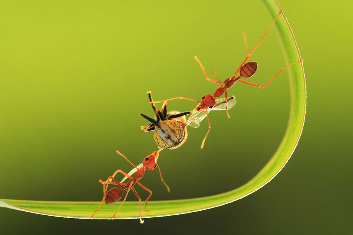 Scramble Two ants joinly pull another insect apart. Macro,ant