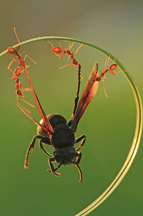 4 VS 1 Four ants pull up a large insect together. ant,macro