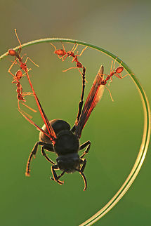 4 VS 1 Four ants pull up a large insect together. ant,macro