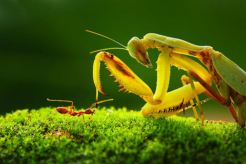 Small but strong A lare praying Mantis high-fives a small ant, so it appears. ant,insects,macro,mantis