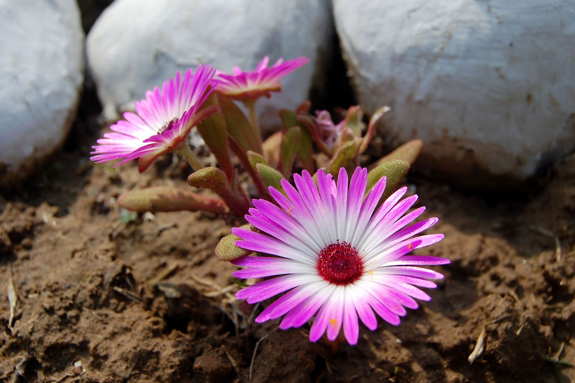 Livingstone daisy  Dorotheanthus bellidiformis
