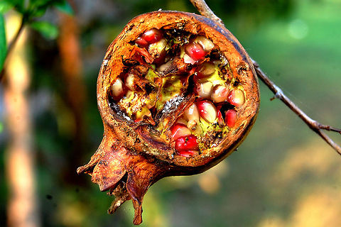 Pomegranate  Pomegranate,Punica granatum