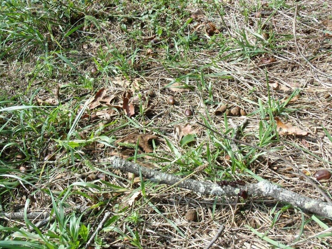 Acorns The acorn, or oak nut, is the nut of the oaks and their close relatives (genera Quercus and Lithocarpus, in the family Fagaceae). It usually contains a single seed (rarely two seeds), enclosed in a tough, leathery shell, and borne in a cup-shaped cupule. Acorns vary from 1&ndash;6 cm long and 0.8&ndash;4 cm broad. Acorns take between about 6 and 24 months (depending on the species) to mature; see List of Quercus species for details of oak classification, in which acorn morphology and phenology are important factors. Acorn,Quercus,oak nut