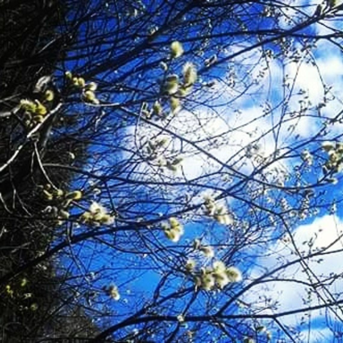 Springtime  Norway,nature,spring