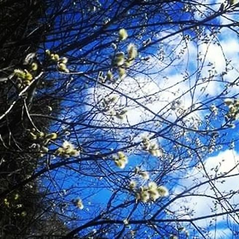 Springtime  Norway,nature,spring