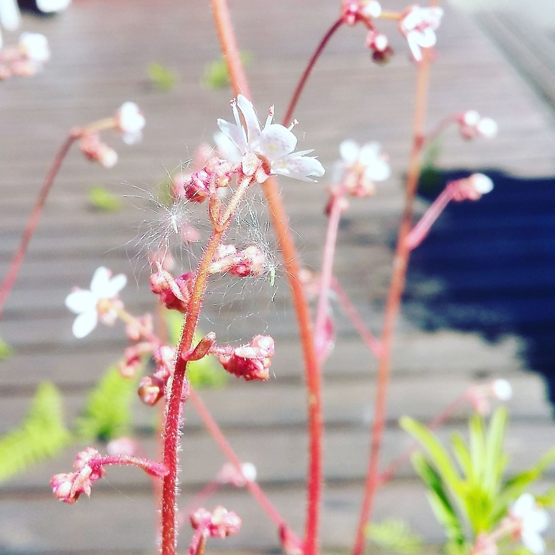 Wonderful flowers  Flowers,Norway,flower,flowering plant