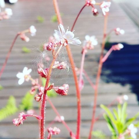 Wonderful flowers  Flowers,Norway,flower,flowering plant