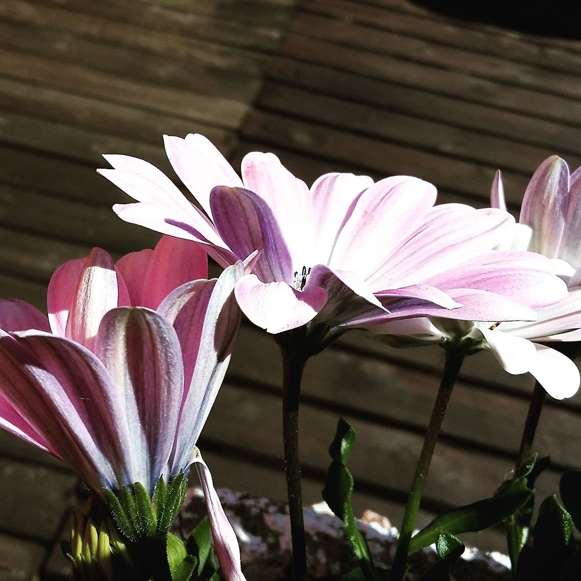 Flowers  Flora,Flowers,Norway,flower