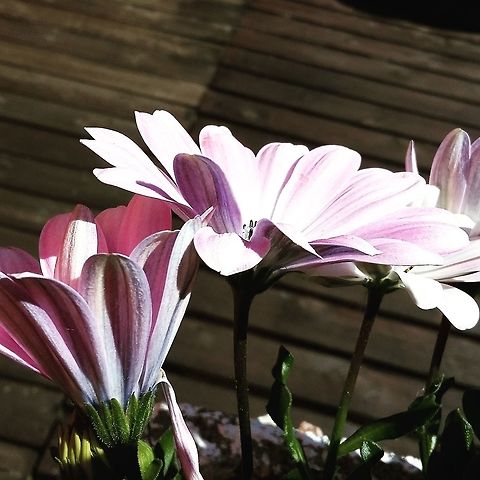 Flowers  Flora,Flowers,Norway,flower