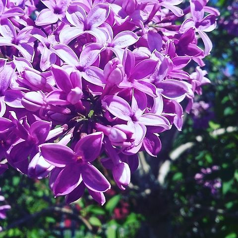 Glory of nature  Flowers,Norway,Syringa vulgaris,common lilac,flora,flower