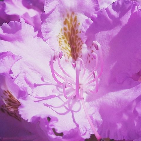 Rhododendron  Flowers,Norway,Rhododendron,flower,garden