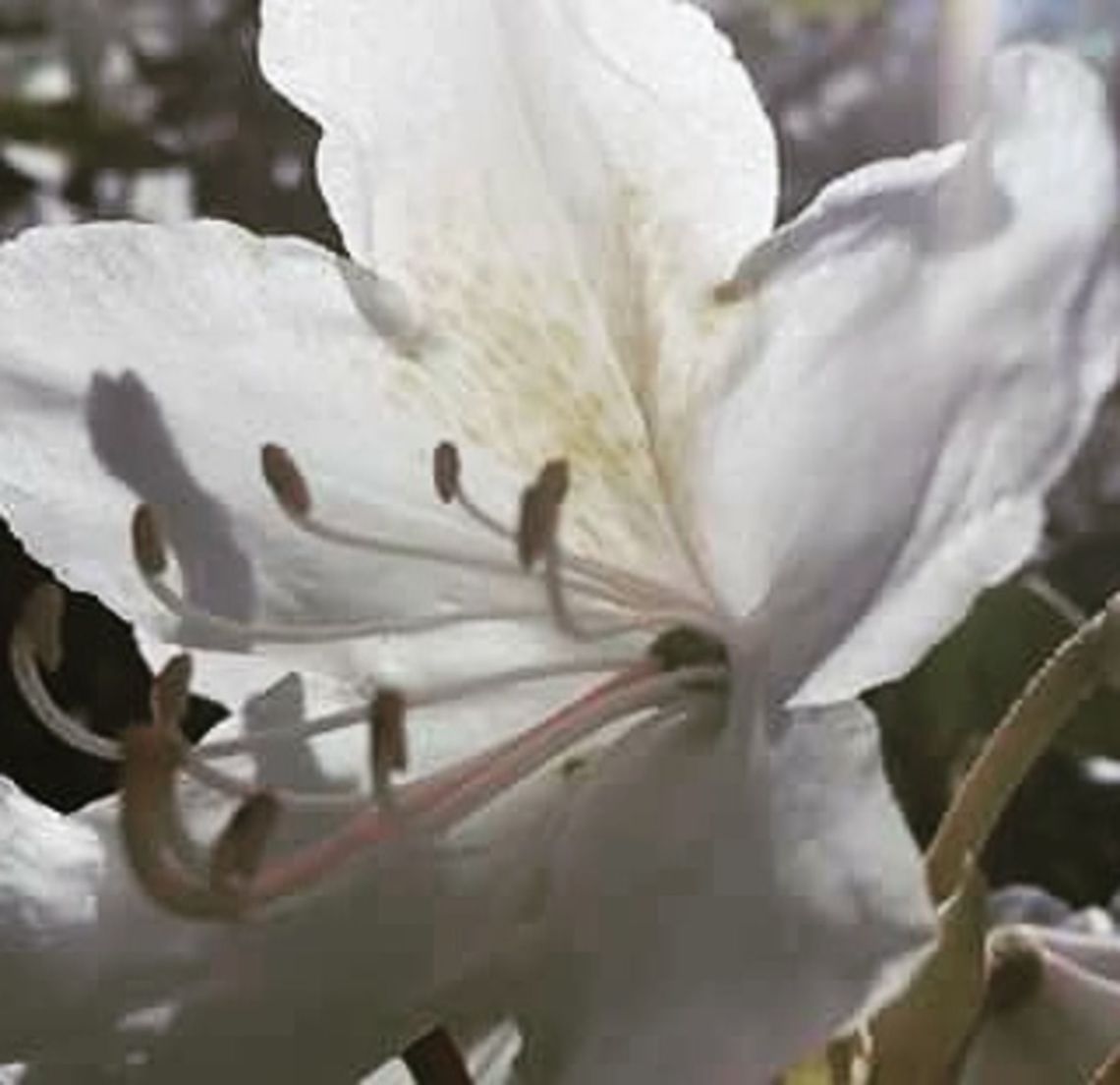 Magnificent flower  Flowers,Norway,flower,nature