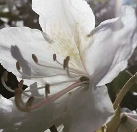 Magnificent flower  Flowers,Norway,flower,nature