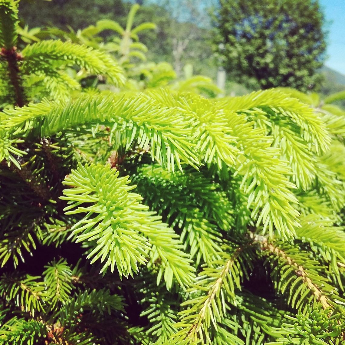 Spruce hedge  Norway,nature