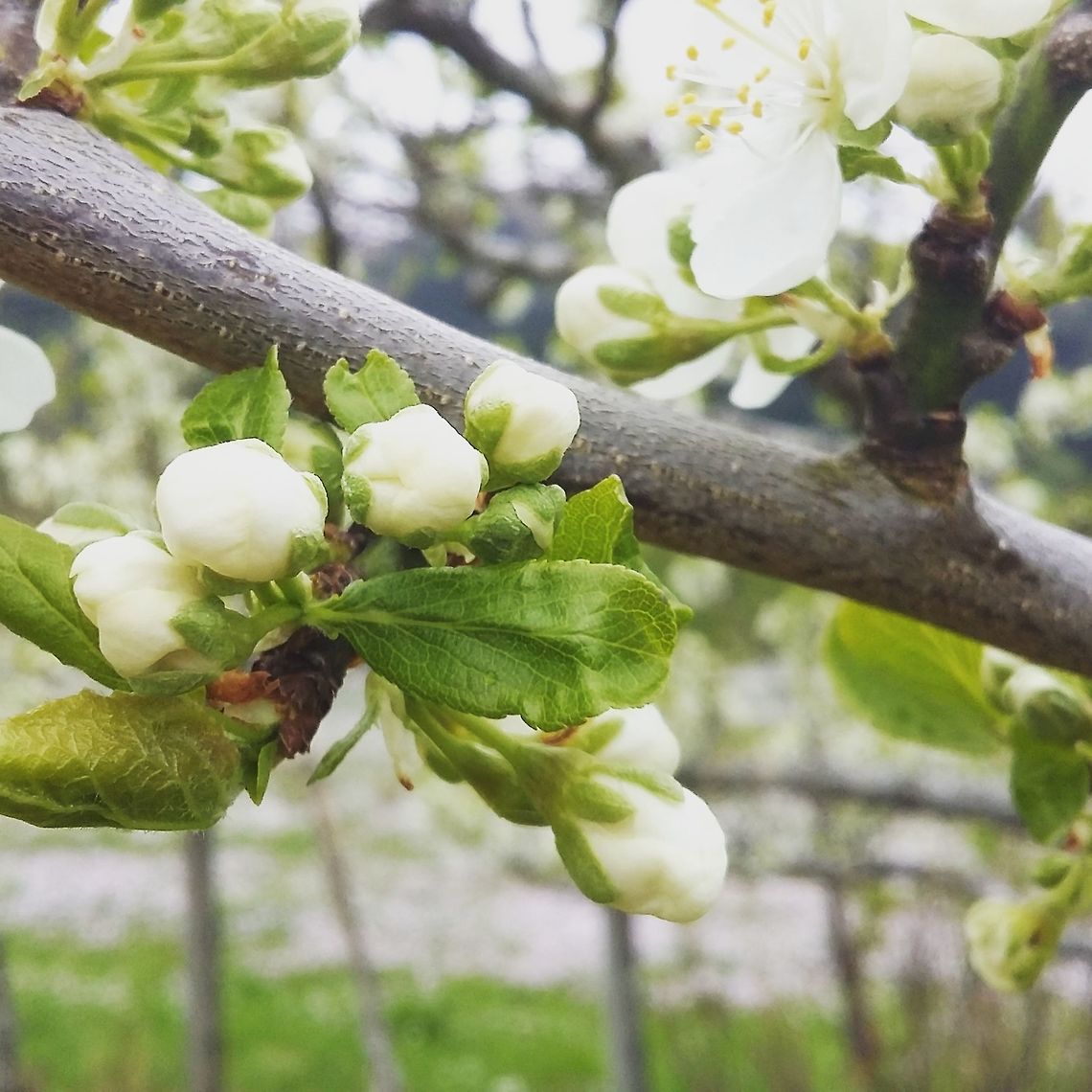 Plum flowers  Flowers,Norway,flower,nature