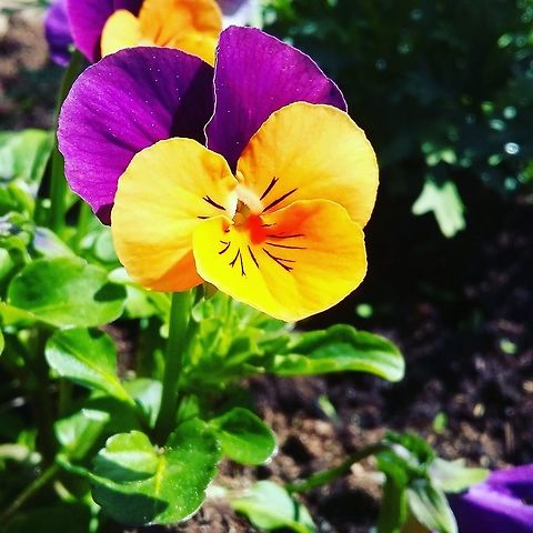Garden flower  Flowers,Norway,Pansy,Viola tricolor subsp. hortensis,flower,garden-flower,nature