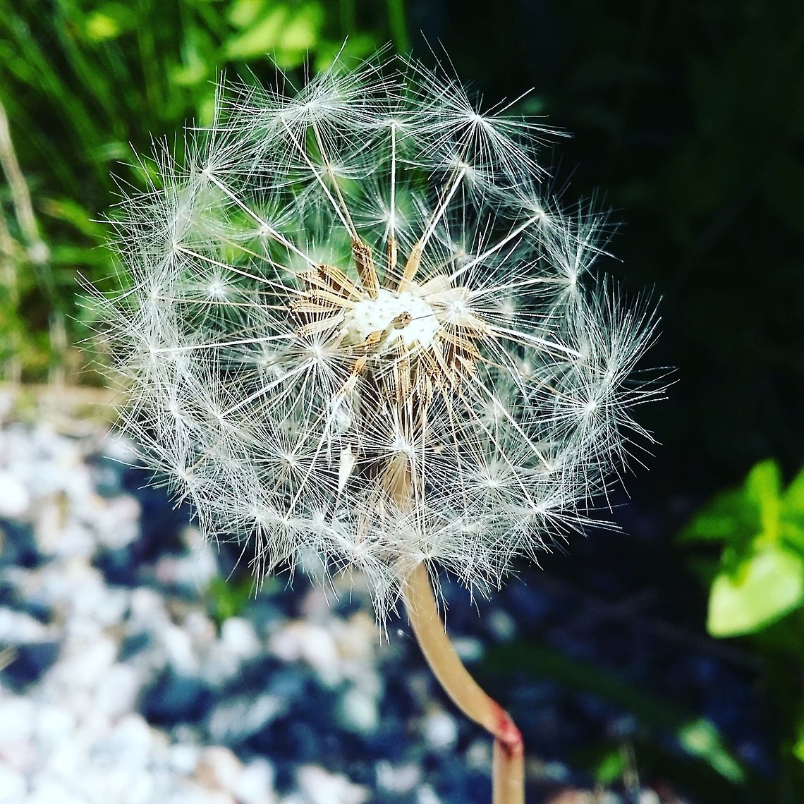 Make a wish  Common dandelion,Norway,Taraxacum officinale,Weed,nature