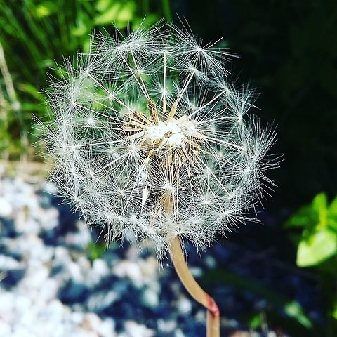 Make a wish  Common dandelion,Norway,Taraxacum officinale,Weed,nature