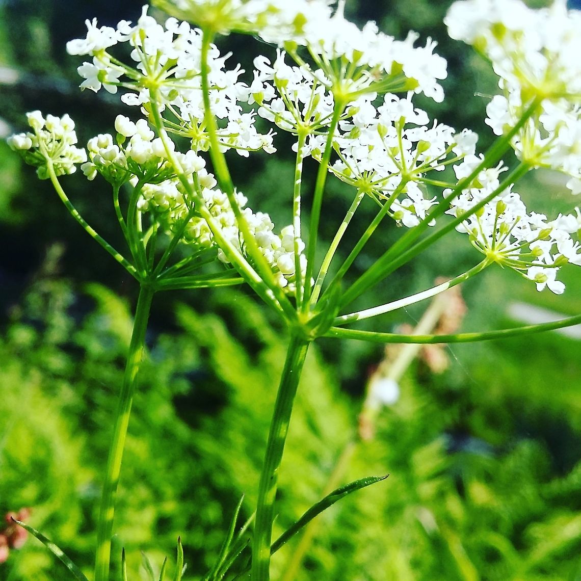 Springtime flower  Norway,flower,spring