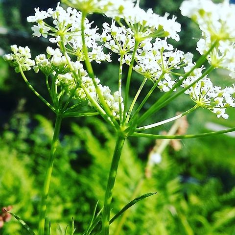 Springtime flower  Norway,flower,spring