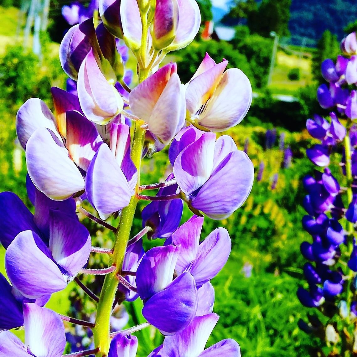 Purple Lupins  Flowers,Norway,flower,lupin,nature,summer