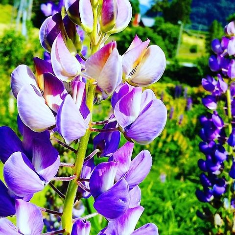 Purple Lupins  Flowers,Norway,flower,lupin,nature,summer