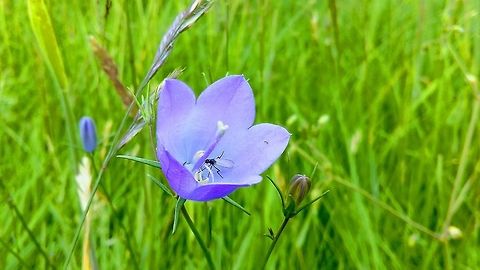 Bluebell  Flowers,Norway,flower
