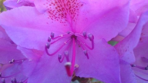 Marvellous wonder Pink Rhododendron Flowers,Norway,Rhododendron,nature,rhododendrons,wildlife