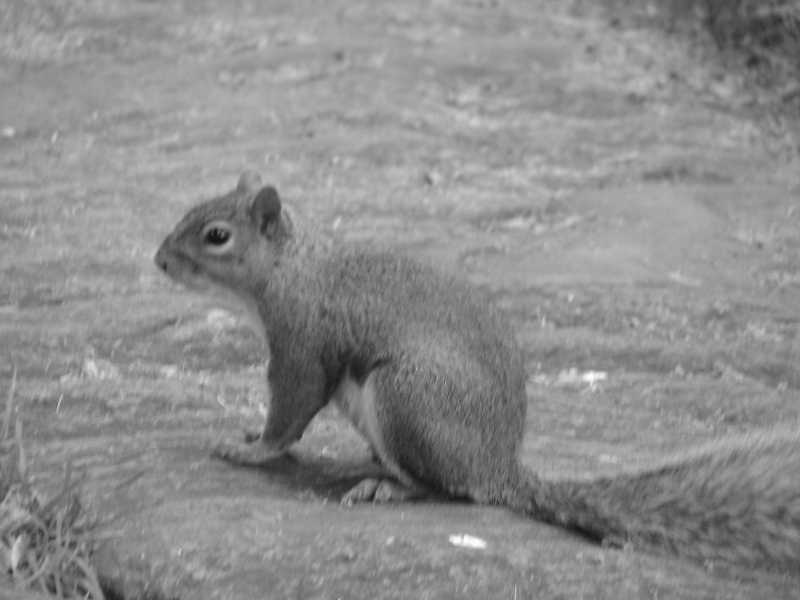 A New York city squirrel This picture is taken in Central Park, NY City, USA Eastern gray squirrel,Geotagged,New York,Sciurus carolinensis,United States