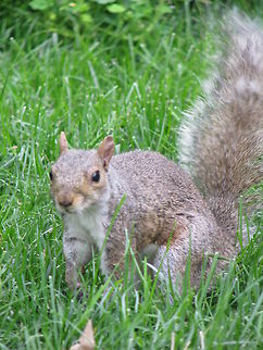 A cute little squirrel in Central Park, NY City  Eastern gray squirrel,Geotagged,Sciurus carolinensis,United States,Wildlife Animals,squirrel,wildlife