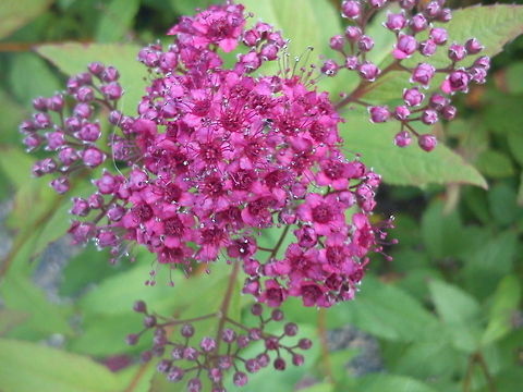 Pink beauty  Flowers,Japanese spiraea,Plants,Spiraea japonica