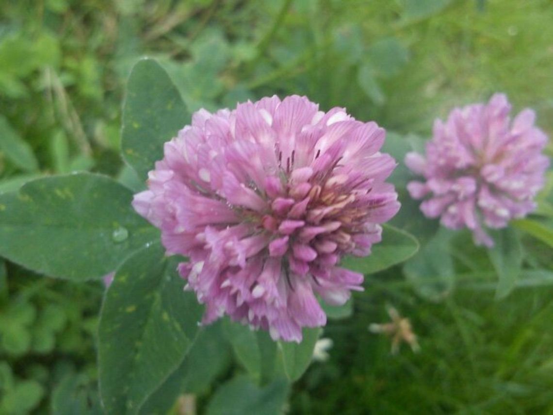 Spring is here Red Clover Edible Flowers,Field Flowers,Flowers,Plants,Trifolium pratense