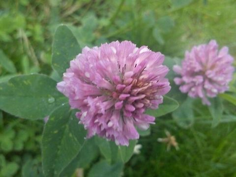 Spring is here Red Clover Edible Flowers,Field Flowers,Flowers,Plants,Trifolium pratense