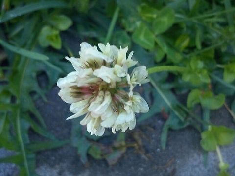 With Spring comes the White Clover White Clover Edible Flowers,Field Flowers,Flowers,Trifolium repens,White clover,Wildflowers