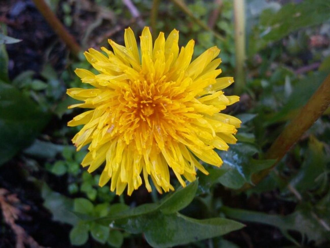 Dandelion typical sign of Spring Dandelion Dandelion,Field Flowers,Taraxacum officinale,flower