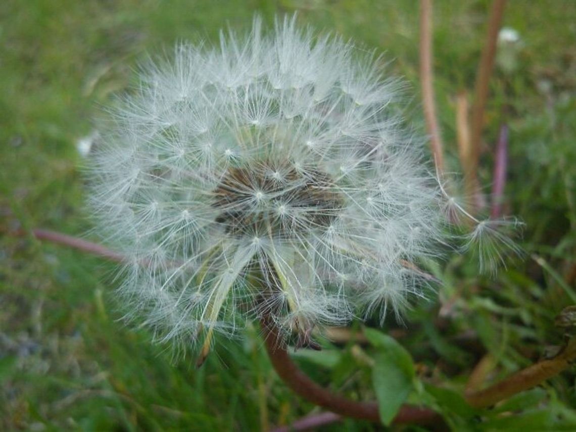 Make a wish  Dandelion,Field Flowers,Flowers,Taraxacum officinale,Wildflowers
