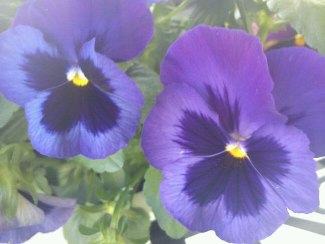 Nature is wonderful  Flowers,Pansy,Viola tricolor subsp. hortensis