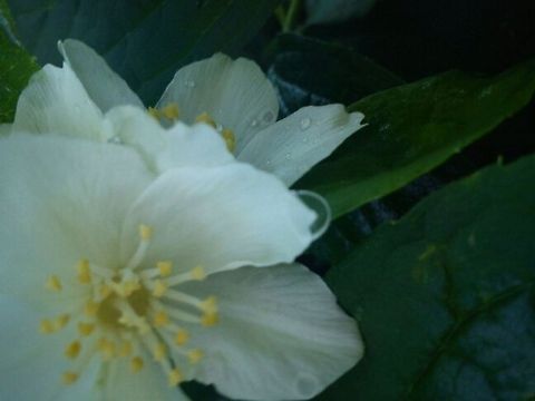 Flowers brings happiness  Flowers