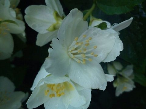 Small wonders of delight  Flowers