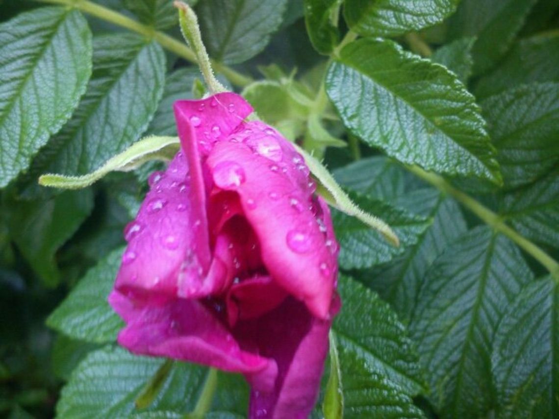 Rosa Rugosa Rosa rugosa (rugosa rose, Japanese rose, or Ramanas rose). Picture taken in Norway. Flowers,Rosa rugosa