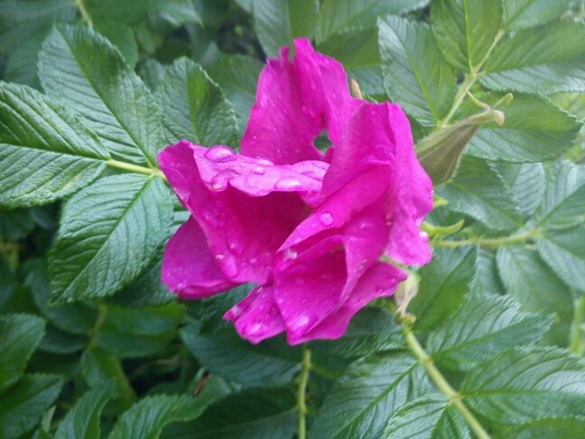 Rosa rugosa in full spring Rosa rugosa (rugosa rose, Japanese rose, or Ramanas rose). Flowers,Rosa rugosa