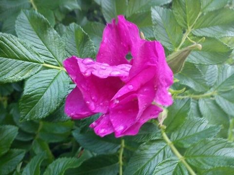 Rosa rugosa in full spring Rosa rugosa (rugosa rose, Japanese rose, or Ramanas rose). Flowers,Rosa rugosa