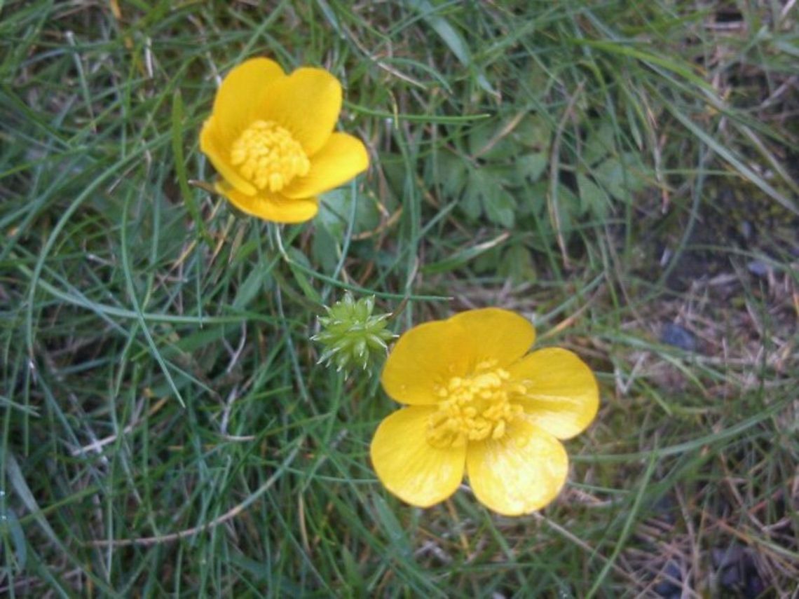 Butter flowers  Field Flowers