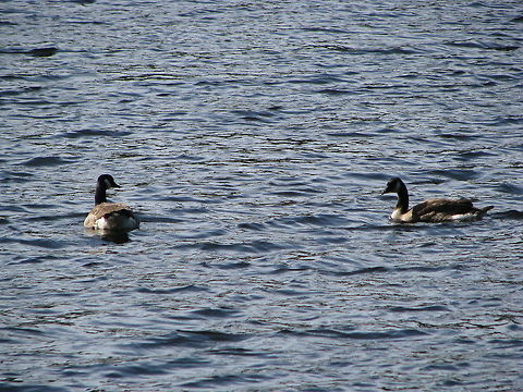 Canada Gooses  Branta canadensis,Canada Goose,Norway,Wildlife Animals