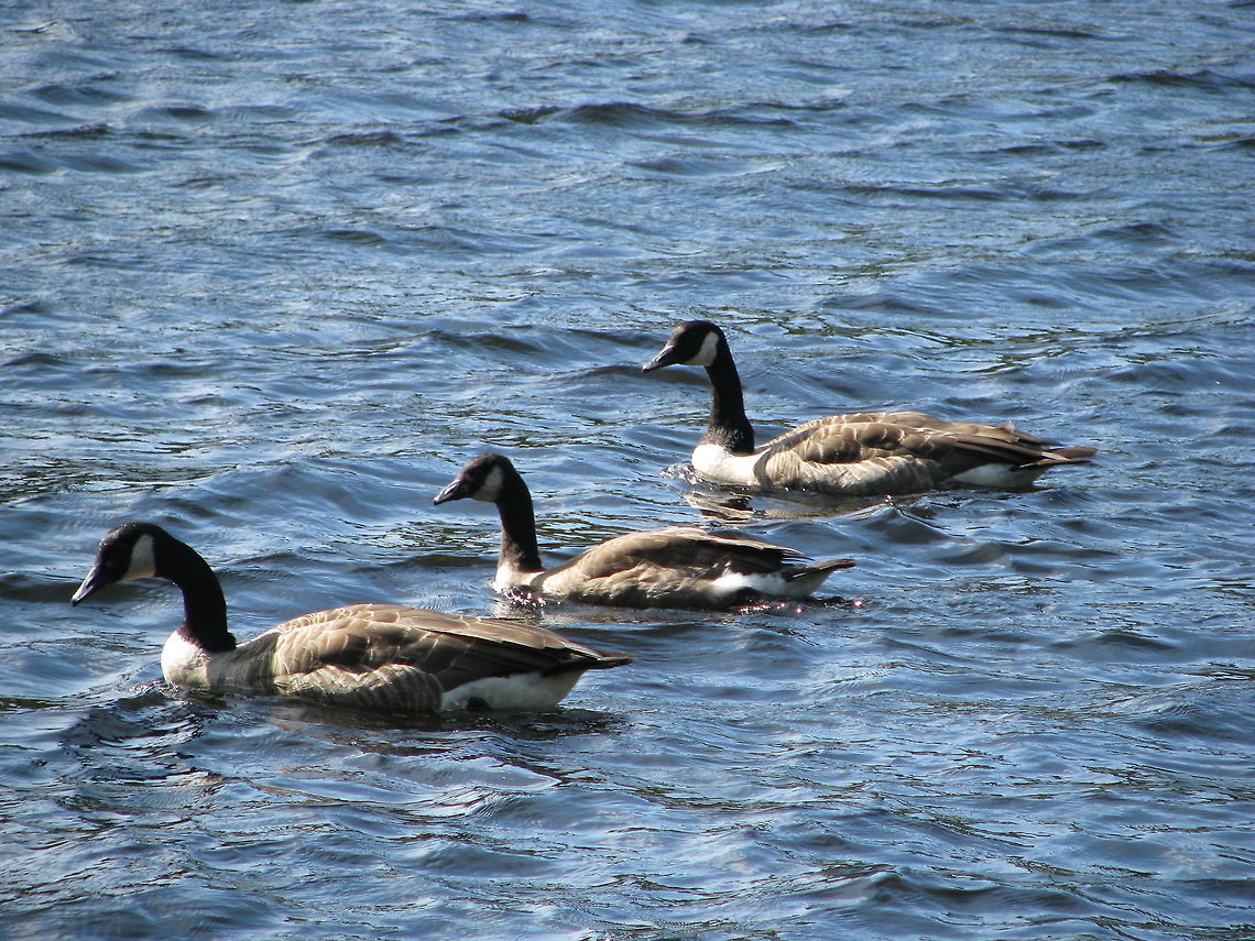 Spectacular wildlife of Norway  Birds,Branta canadensis,Canada Goose,Norway,Wildlife Animals,wildlife
