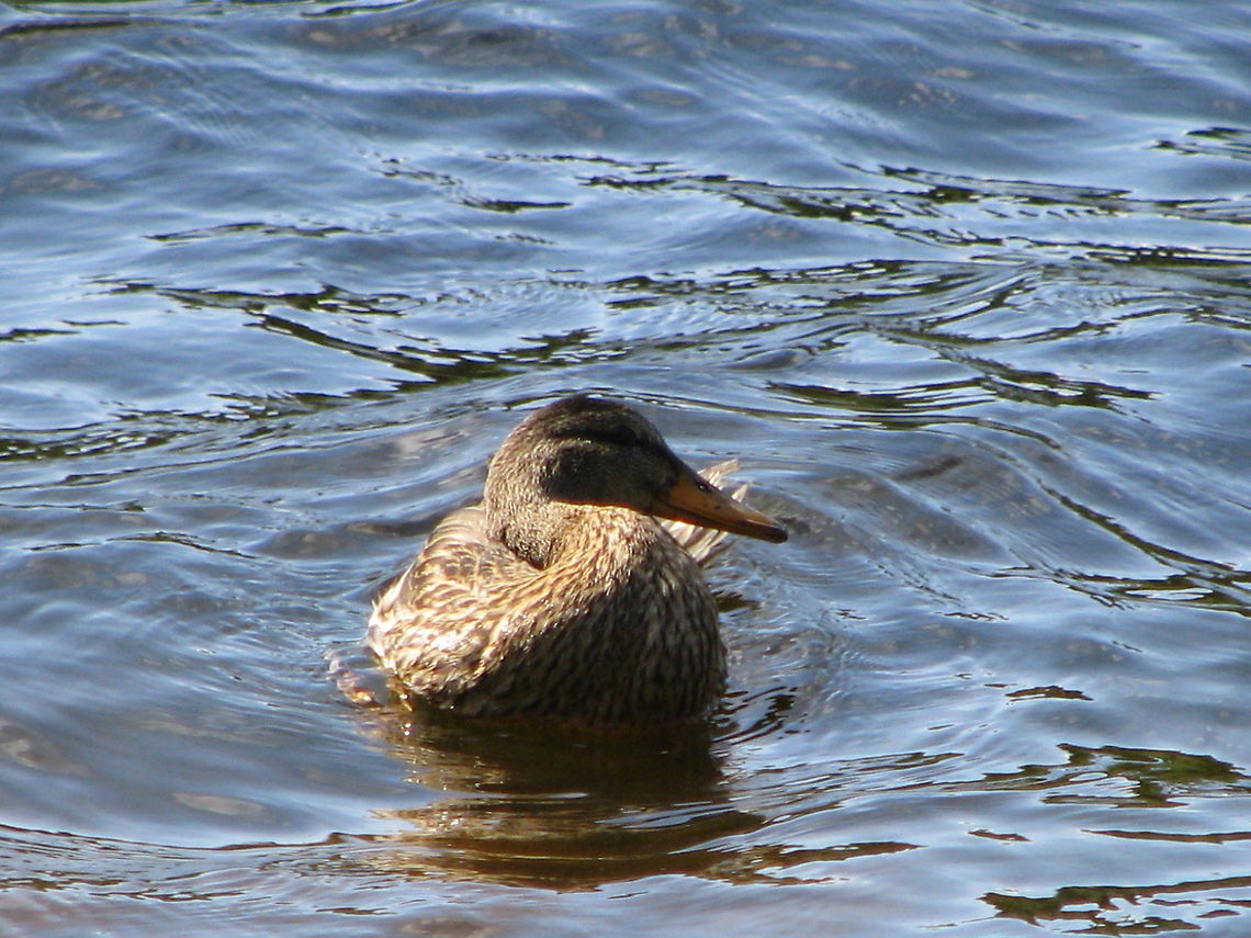 A cute little Duck  Anas platyrhynchos,Birds,Mallard,Norway,Wildlife Animals,duck,wildlife