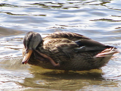 Norwegian wildlife  Anas platyrhynchos,Birds,Ducks,Mallard,Norway,Wildlife Animals,wildlife